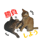 毎日ネコと一緒 2（個別スタンプ：20）