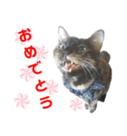 毎日ネコと一緒 2（個別スタンプ：23）