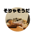 トカゲモドキのちゅるちゃん（個別スタンプ：3）