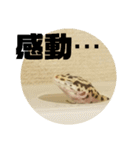 トカゲモドキのちゅるちゃん（個別スタンプ：7）