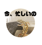 トカゲモドキのちゅるちゃん（個別スタンプ：11）