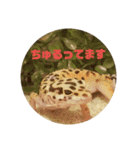 トカゲモドキのちゅるちゃん（個別スタンプ：15）