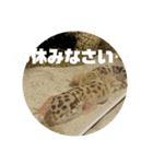 トカゲモドキのちゅるちゃん（個別スタンプ：16）