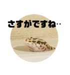 トカゲモドキのちゅるちゃん（個別スタンプ：19）