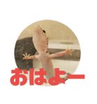 トカゲモドキのちゅるちゃん（個別スタンプ：24）