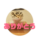 トカゲモドキのちゅるちゃん（個別スタンプ：25）