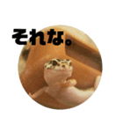 トカゲモドキのちゅるちゃん（個別スタンプ：29）