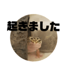 トカゲモドキのちゅるちゃん（個別スタンプ：30）