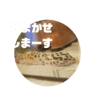 トカゲモドキのちゅるちゃん（個別スタンプ：31）