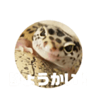 トカゲモドキのちゅるちゃん（個別スタンプ：33）