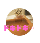 トカゲモドキのちゅるちゃん（個別スタンプ：36）