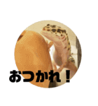 トカゲモドキのちゅるちゃん（個別スタンプ：37）