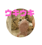 トカゲモドキのちゅるちゃん（個別スタンプ：39）