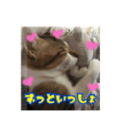 ねこちゃんのお返事スタンプ（個別スタンプ：1）