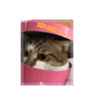 ねこちゃんのお返事スタンプ（個別スタンプ：2）