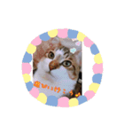 ねこちゃんのお返事スタンプ（個別スタンプ：3）