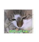 ねこちゃんのお返事スタンプ（個別スタンプ：4）
