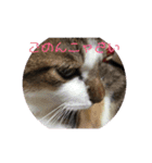 ねこちゃんのお返事スタンプ（個別スタンプ：5）