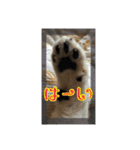 ねこちゃんのお返事スタンプ（個別スタンプ：6）