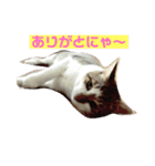 ねこちゃんのお返事スタンプ（個別スタンプ：9）