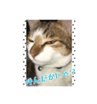 ねこちゃんのお返事スタンプ（個別スタンプ：11）