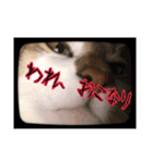 ねこちゃんのお返事スタンプ（個別スタンプ：12）