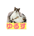 ねこちゃんのお返事スタンプ（個別スタンプ：13）