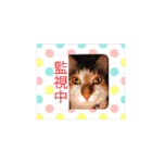 ねこちゃんのお返事スタンプ（個別スタンプ：14）