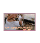 ねこちゃんのお返事スタンプ（個別スタンプ：15）