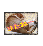 ねこちゃんのお返事スタンプ（個別スタンプ：16）