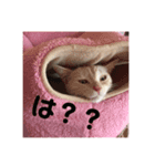 ねこのここ、めい、もか、ひめ。（個別スタンプ：2）