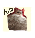ねこのここ、めい、もか、ひめ。（個別スタンプ：3）