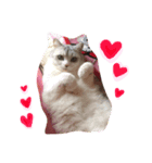 ねこのここ、めい、もか、ひめ。（個別スタンプ：5）