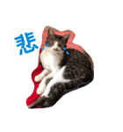 ねこのここ、めい、もか、ひめ。（個別スタンプ：8）