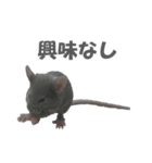 ハイねずみ（個別スタンプ：2）