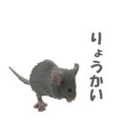 ハイねずみ（個別スタンプ：3）