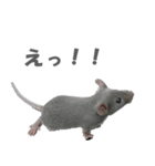ハイねずみ（個別スタンプ：4）