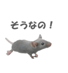 ハイねずみ（個別スタンプ：5）