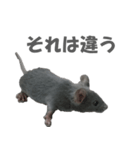 ハイねずみ（個別スタンプ：6）
