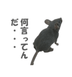 ハイねずみ（個別スタンプ：9）