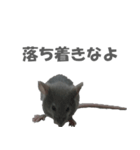 ハイねずみ（個別スタンプ：10）