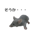 ハイねずみ（個別スタンプ：13）