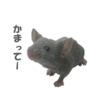 ハイねずみ（個別スタンプ：15）