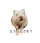 生ハムとおもちとだんご（個別スタンプ：1）