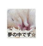 生ハムとおもちとだんご（個別スタンプ：5）