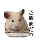 生ハムとおもちとだんご（個別スタンプ：7）