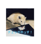生ハムとおもちとだんご（個別スタンプ：12）