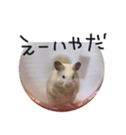 生ハムとおもちとだんご（個別スタンプ：13）