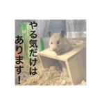 生ハムとおもちとだんご（個別スタンプ：16）