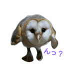 キュートなメンフクロウ（個別スタンプ：3）